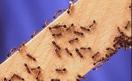 شركة مكافحة حشرات في الفجيرة