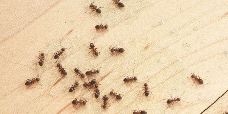شركة مكافحة حشرات في الفجيرة