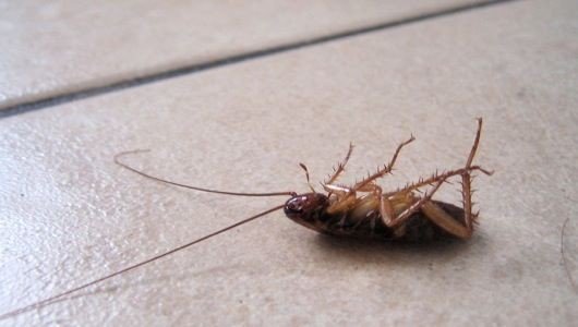 شركة مكافحة حشرات في الفجيرة